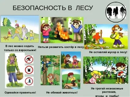 Правила безопасного поведения в лесу летом