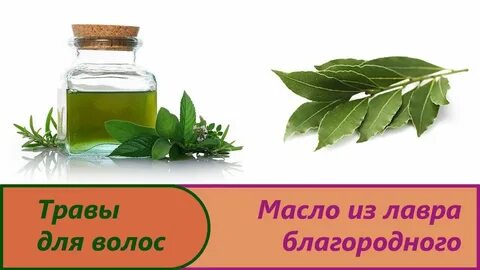 Рецепт масло лаврового листа