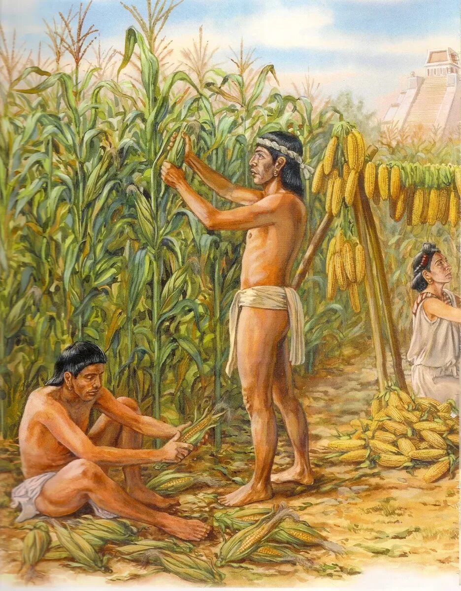 Быт и основные занятия мексики. Племена ацтеков земледелие. Майя Ацтеки инки земледелие. Хозяйство ацтеков, инков, Майя земледелие. Индейцы племени Ацтеки Америка.