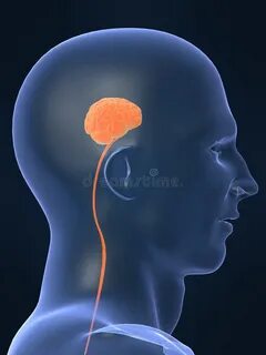 Small brain