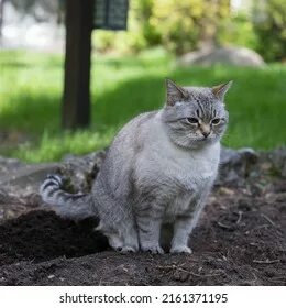 Cat cat dug