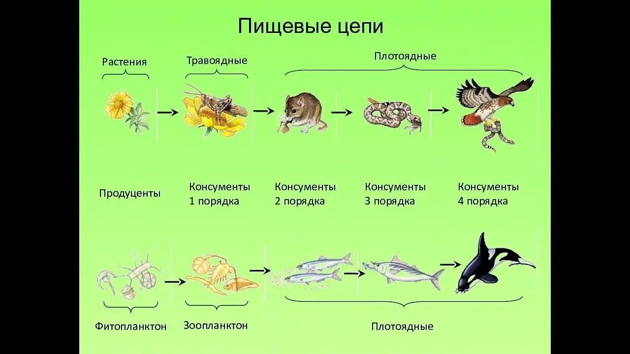 Потребителями могут быть в пищевой цепи. Цепь питания растение травоядное хищник. Цепь питания 5 звеньев. Схема по биологии цепи питания. Автотрофы звено пищевой цепи.