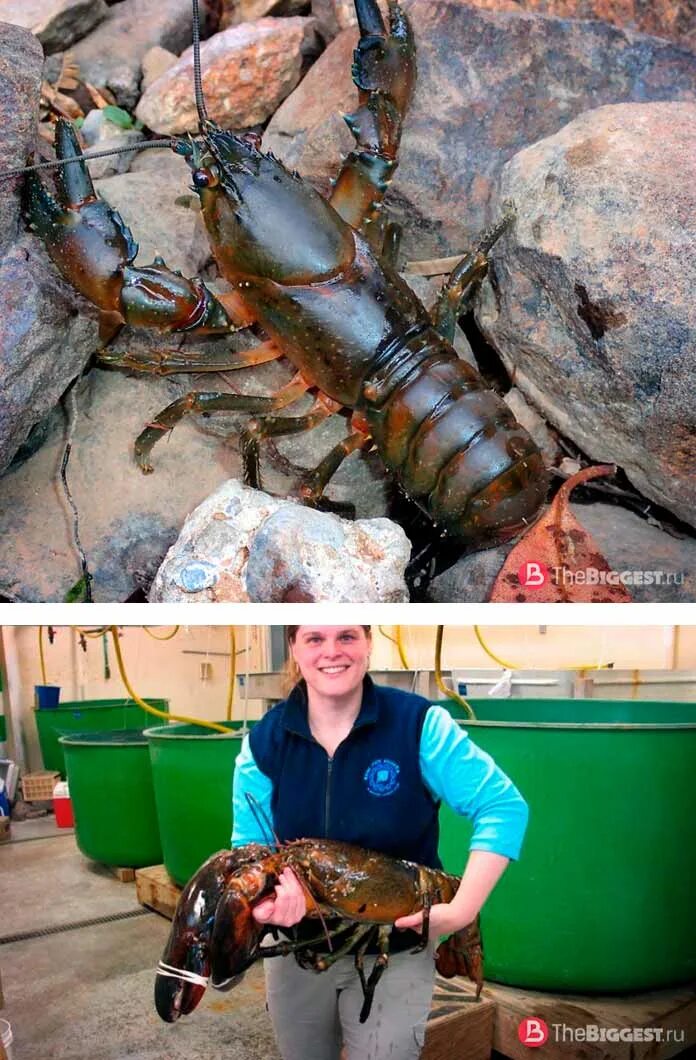 Фото огромного рака. Пресноводный рак, Astacopsis Gouldi. Самый болшой рек в Росси. Тасманский гигантский пресноводный краб.