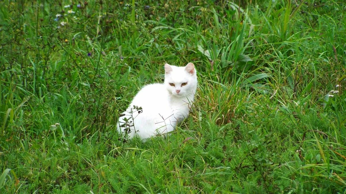 File:Moscow cat 2012-1.JPG - Wikimedia Commons