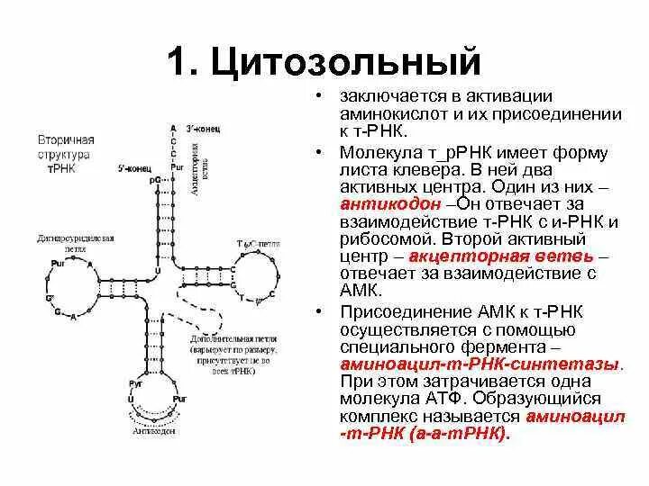 Соединение трнк с аминокислотой. Молекула ТРНК. Молекула т РНК. Взаимодействие ТРНК С аминокислотой. ТРНК С аминокислотой.