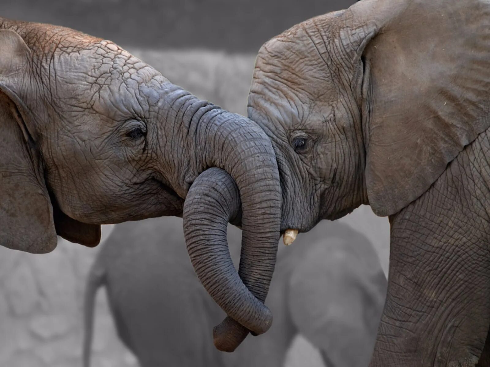 Смешной слон. Смешные слоны. Фото слонов. Смешной Слоник. Слоник прикол