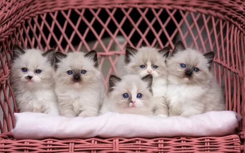 Кошечек больше