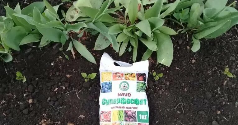 Подкормка тюльпанов весной после зимы. Подкормка тюльпанов. подкормить тюльпаны. удобрение для тюльпанов весной. подкормка тюльпанов весной.