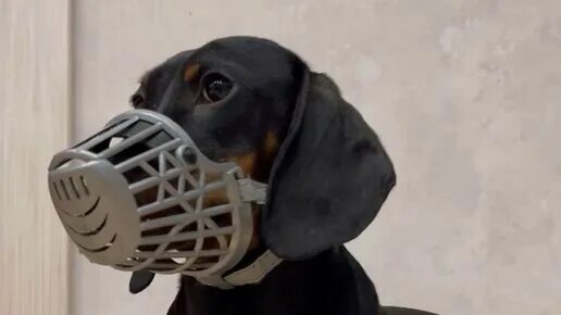 Такса блоггер симба. Такса блоггер симба. Такса блоггер симба. Такса блоггер симба. Такса блоггер симба.