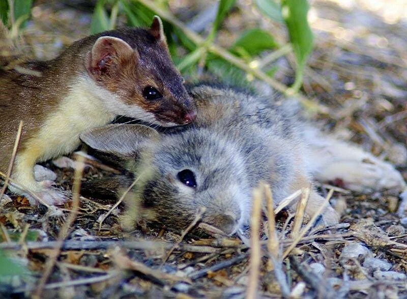 Ласка (Mustela nivalis). Белополосая ласка. Ласка Воронежский заповедник. Крымская ласка. Норка ловит мышей