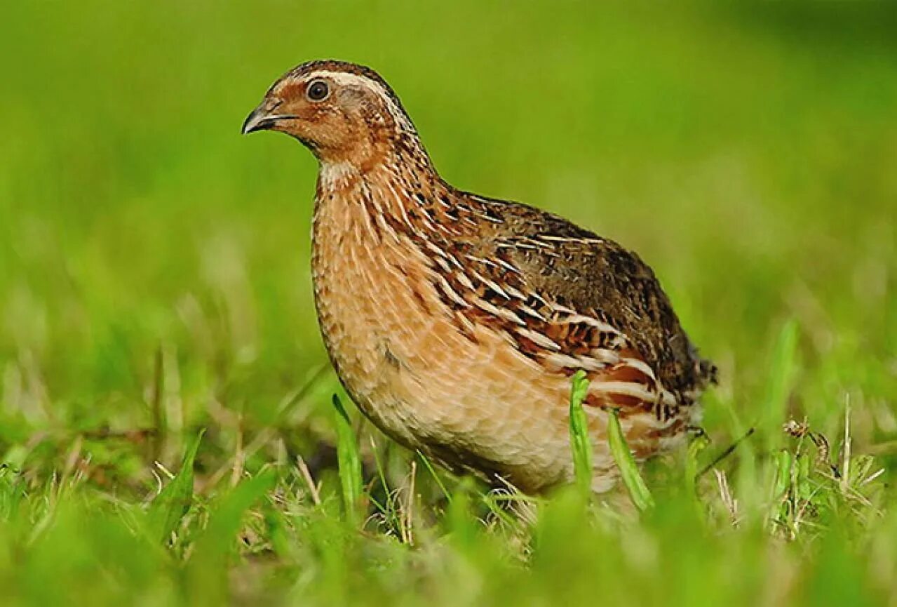 Перепел обыкновенный , перепёлка (coturnix coturnix). Перепел луговой. Перепелка дикая фото. Перепел полевой. Зубчатоклювые куропатки.