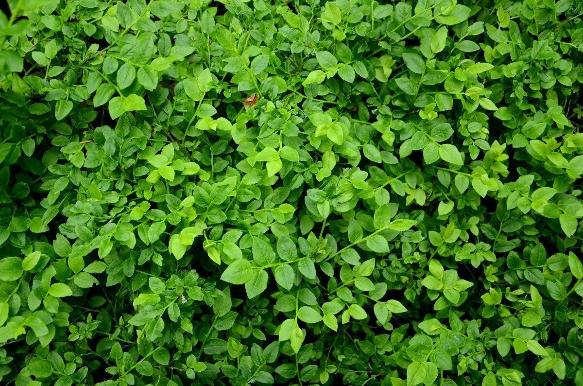 Куст лист. Клевер кустарник. листва. текстура куста. зеленые кусты.