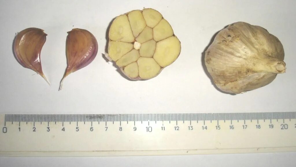 строение головки чеснока. чеснок в разрезе. клубень чеснока. срез чеснока. аст медовое яровой чеснок.