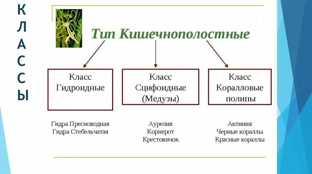 Классификация кишечнополостных биология 7 класс. Тип Кишечнополостные 7 класс биология. Тип Кишечнополостные 8 класс. Биология 7 класс представители типа кишечнополостных. Группы организмов кишечнополостные