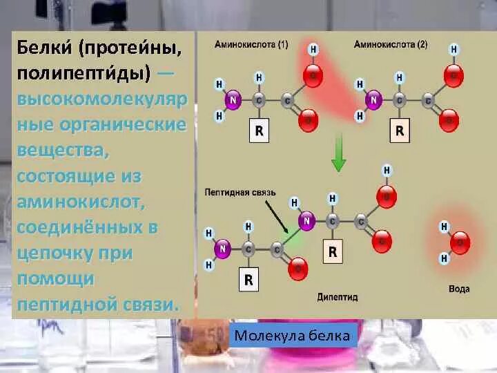 Пептидная связь аминокислот в молекуле белка