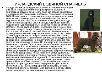 Порода водолей собака