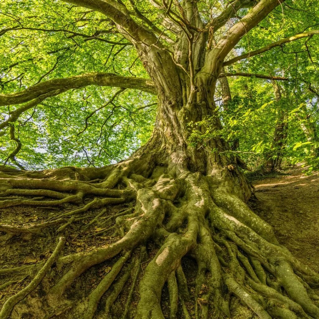 Mvn tree. Самшитовая сосна. милорн дерево. мексиканский бук дерево. дерево tamanu tree.