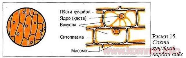 Сохт ва. Хучайраи растани. Сохти ядро. Таркиби хучайра. Картинка сохти хучайраи растани.