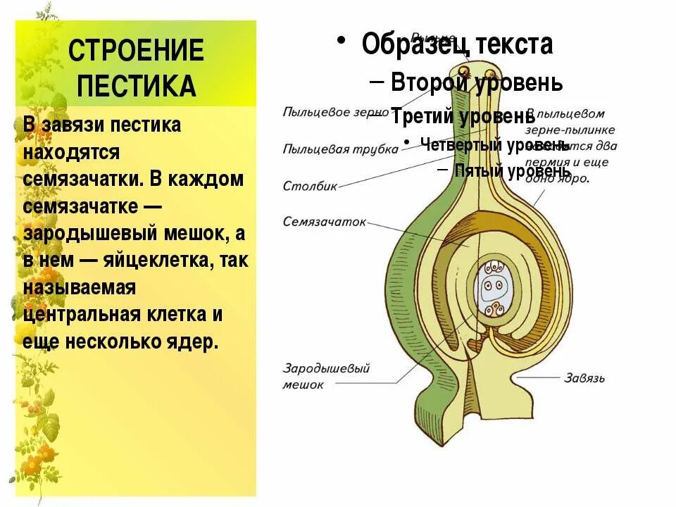 Завязь пестика зародышевый мешок. Пестик строение зародышевый мешок. Строение пестика семязачаток. Семязачаток внутри. Характеристики семязачатки развиваются в завязи пестика