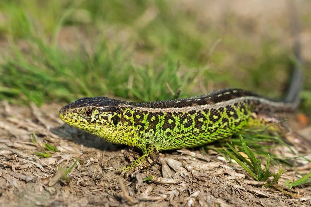 Прыткая ящерица. Ящерица обыкновенная прыткая. Lacerta Agilis.