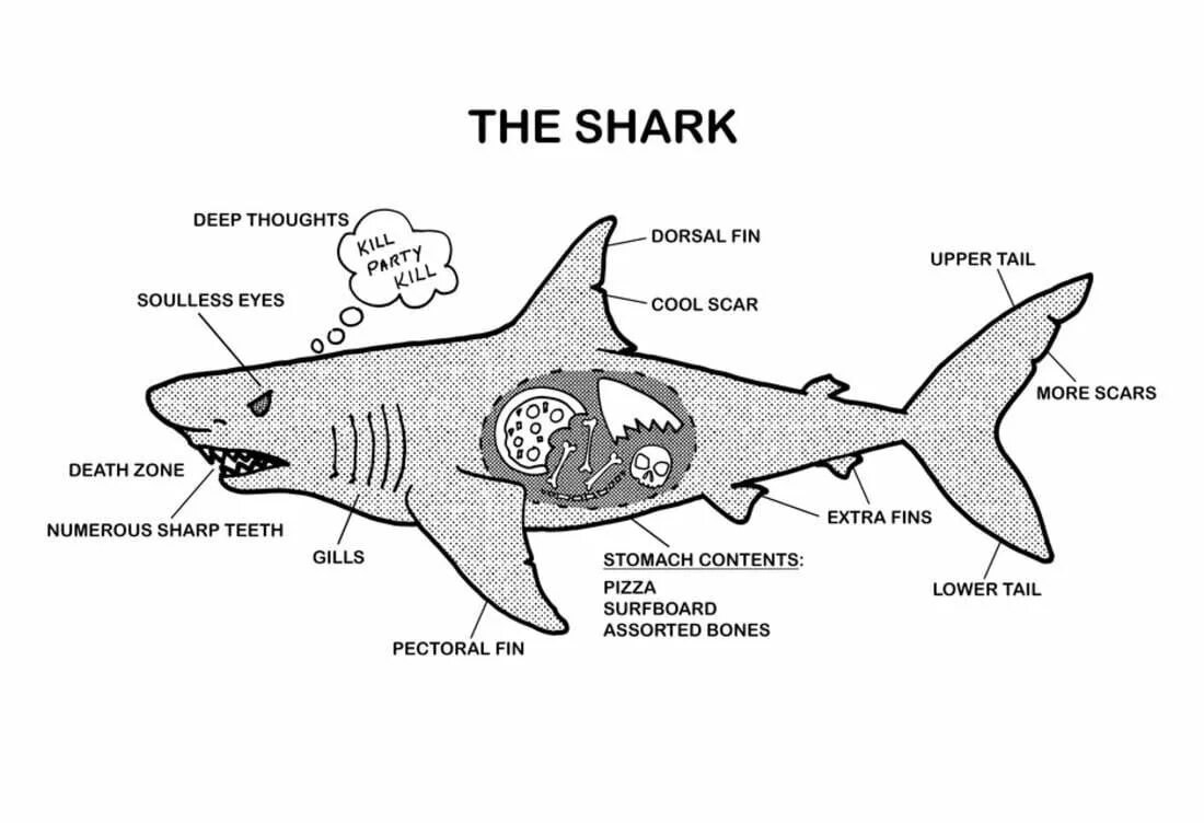 Скелет акулы схема вид сбоку. Хрящевой скелет акулы. Строение акулы. Внутреннее строение акулы