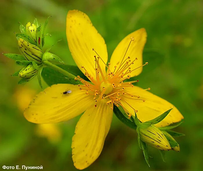 Зверобой пятнистый Hypericum maculatum. Зверобой пятнистый (Hypericum maculatum Crantz). "Hypericum maculatum" листья железки. Hypericum maculatum Фармакогнозия.