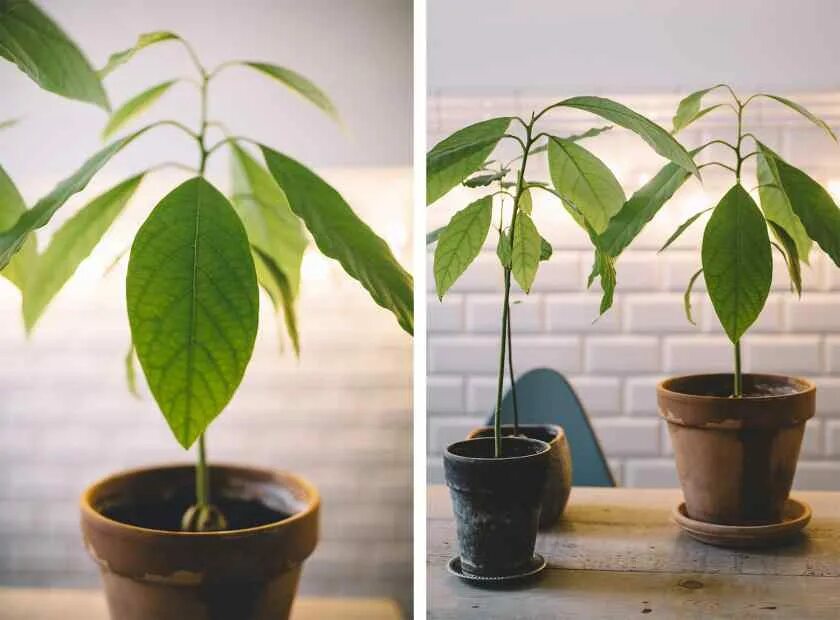 How to grow an avocado plant - Hannah Trickett Avocado pflanze, Pflanzen, Avocad