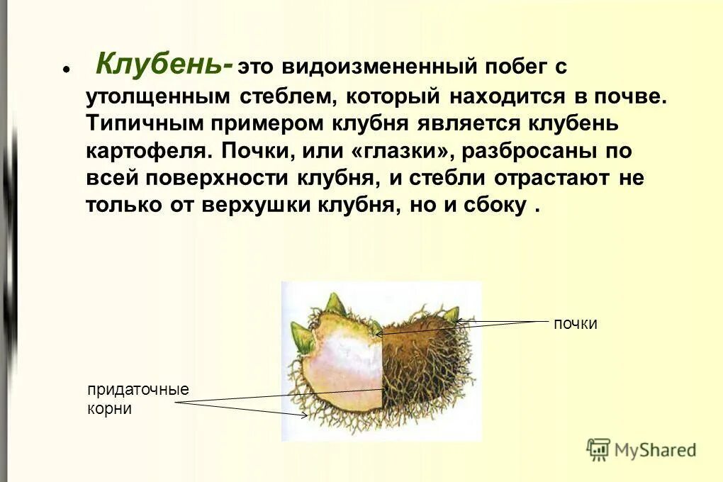 Клубень относится к видоизмененным корням. Клубень картофеля это видоизмененный. Клубень картофеля это видоизмененный побег. Клубень видоизмененный побег. Видоизменения побегов клубень.