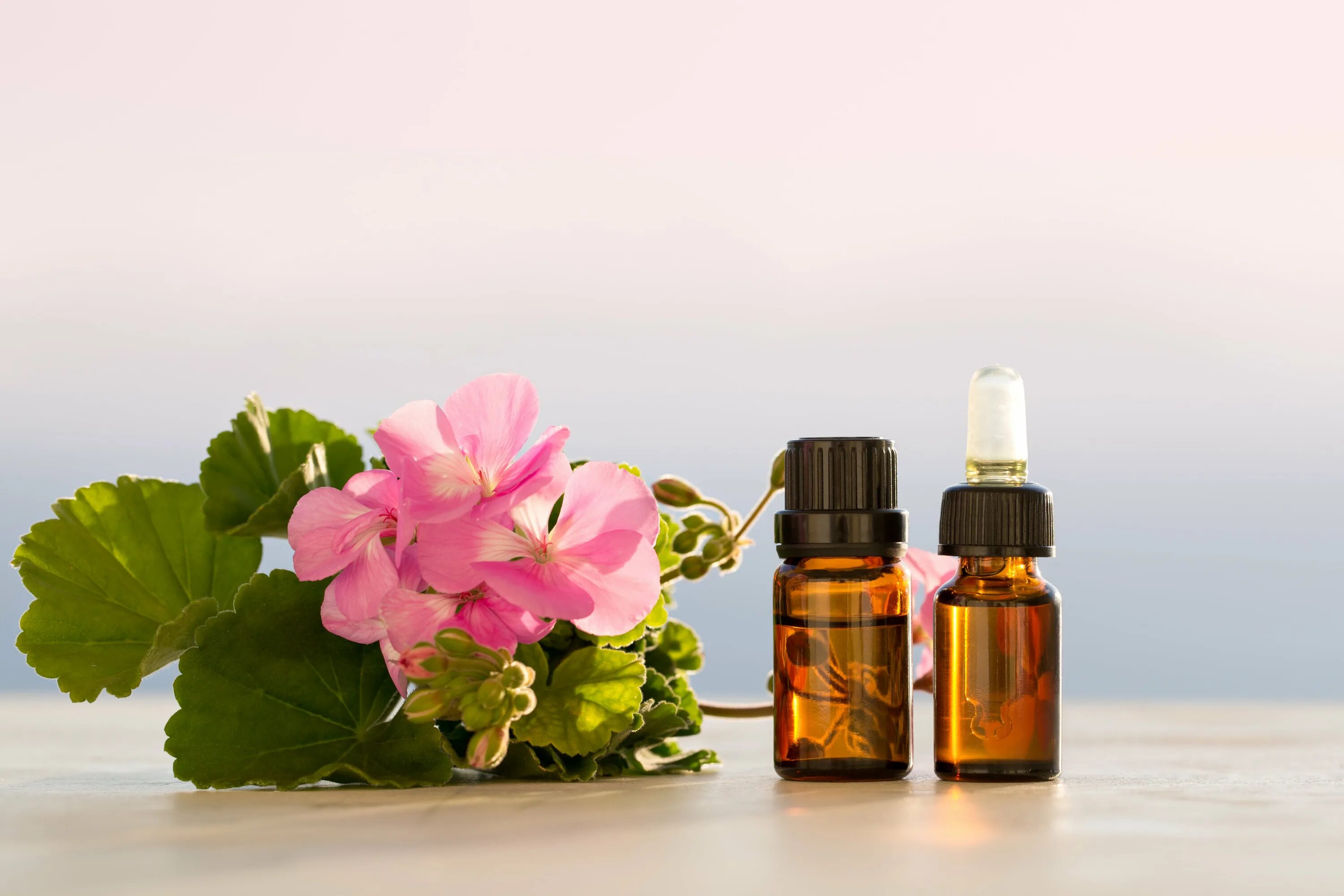 DOTERRA эфирное масло Geranium. Эфирное масло герани. Герань ДОТЕРРА. Герань масло эфирное DOTERRA. Сильнейшие эфирные масла