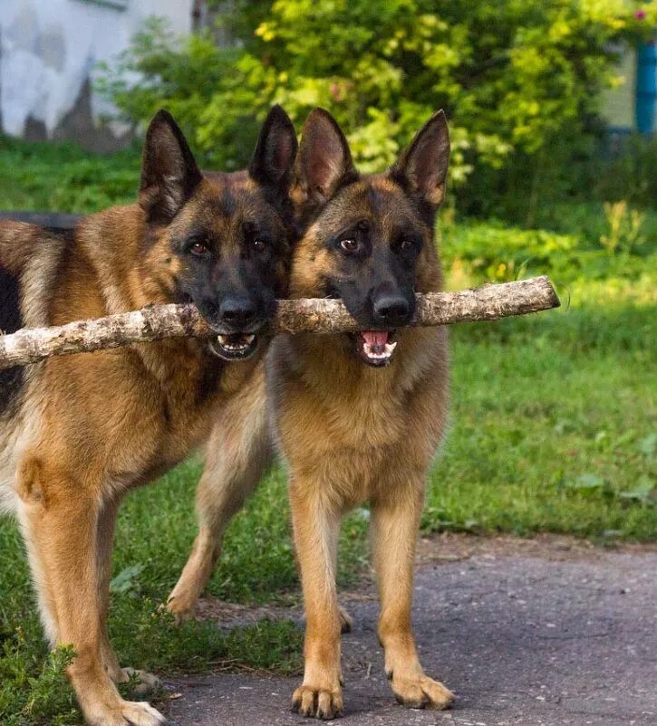 Немецкая овчарка щенок чистокровка. Щенок немецкой овчарки 1ю. Щенки овчарки фото. 2 щенка овчарки 2 девочки. 2 щенка овчарки 2 девочки.