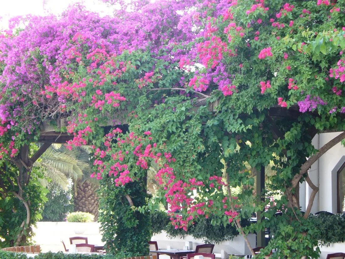 Кемер растение растение. Бугенвиллия Махмутлар Турция. Деревья с розовыми цветами в Кемере.
