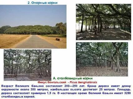 Столбовидные корни