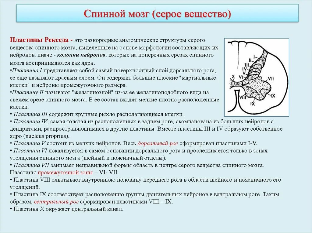 Пластина мозга. Пластины Рекседа и ядра спинного мозга. Пластины Рекседа гистология. Пластины Рекседа таблица. Слой серого вещества по Рекседу.