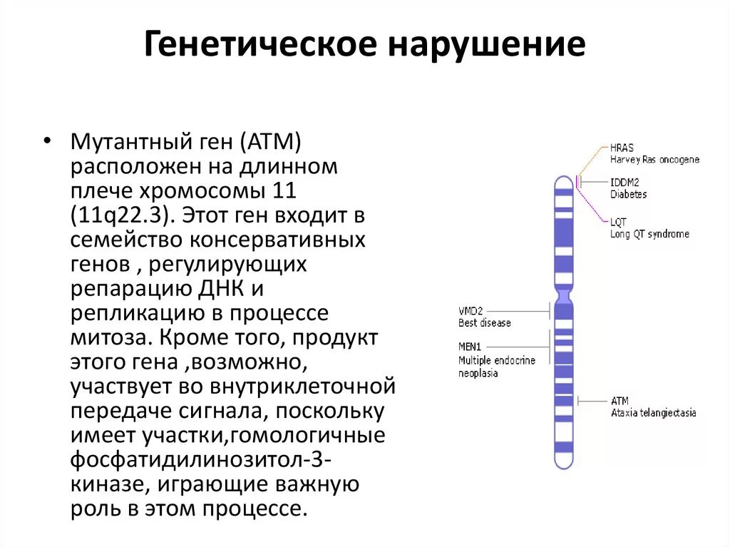 11 б ген. 11 Хромосома. Длина плеча хромосомы. Ген атм. Синдром Луи-бар генетический дефект.