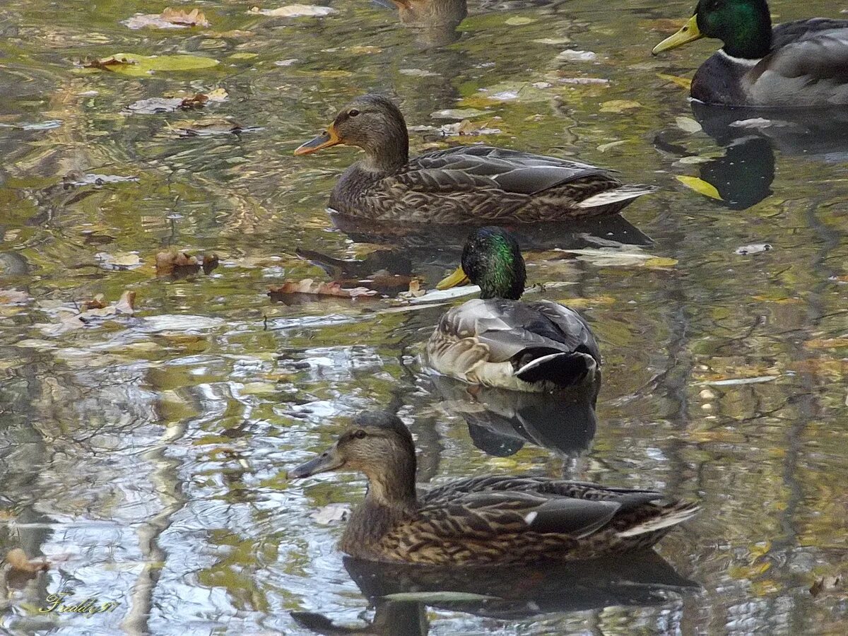 Утки в пруду. Кряква прудовая. Утка прудовая. Утка в кувшинках. Домашние утки.