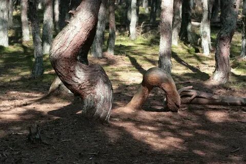 Dancing tree