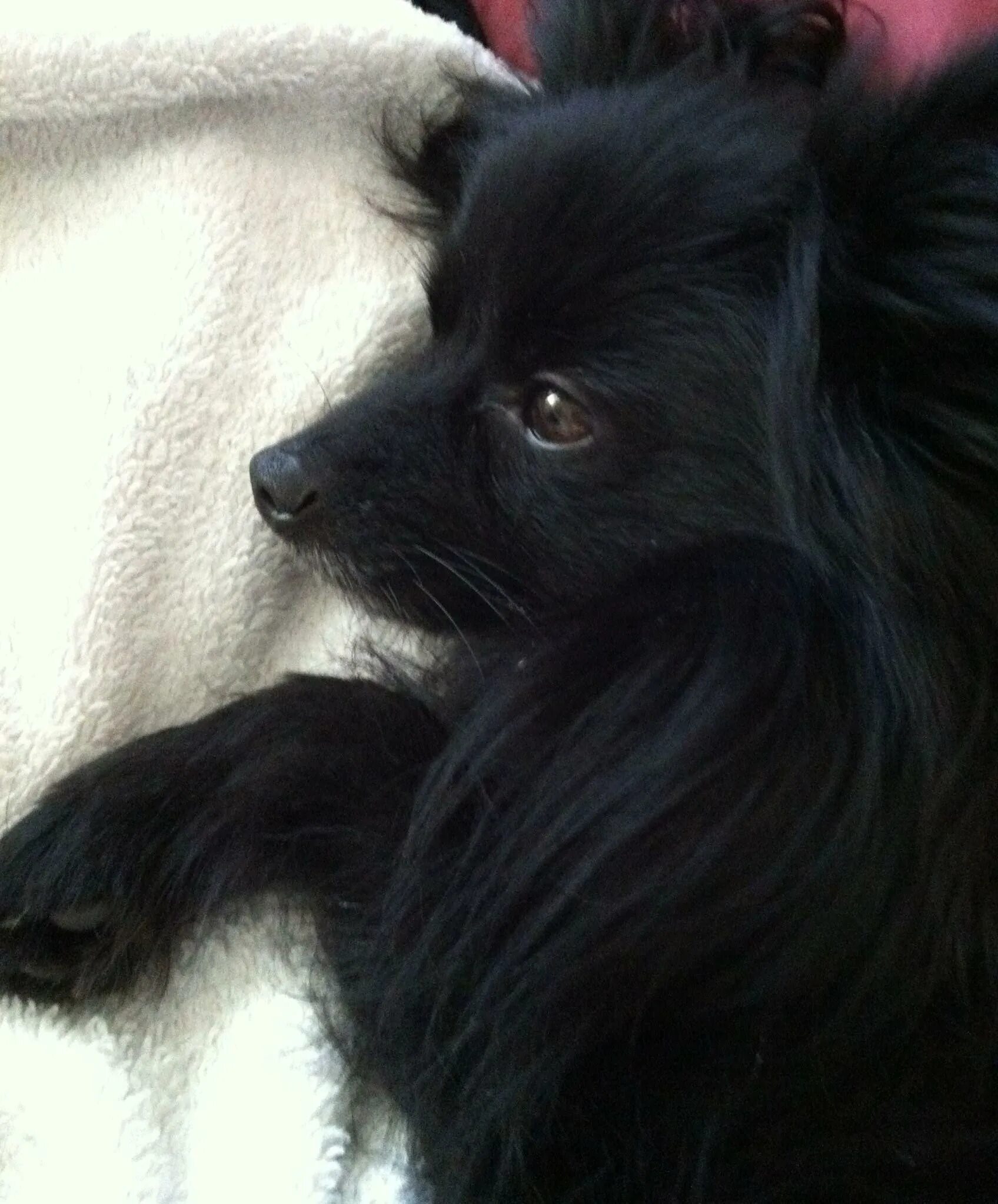 Метис шпица. Pomeranian spitz чихуахуа метис. немецкий шпиц черный гладкошёрстный. метис чихуахуа черная. чихуахуа пушистая черная.