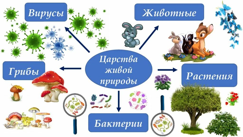 Разнообразие живой природы. Царства живой природы. Отличительные признаки живого