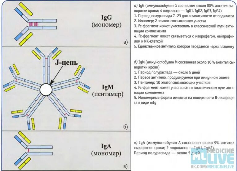 Структура иммуноглобулина. Концентрация иммуноглобулинов. Иммуноглобулины таблица. Строение иммуноглобулина. Антитела иммуноглобулины м