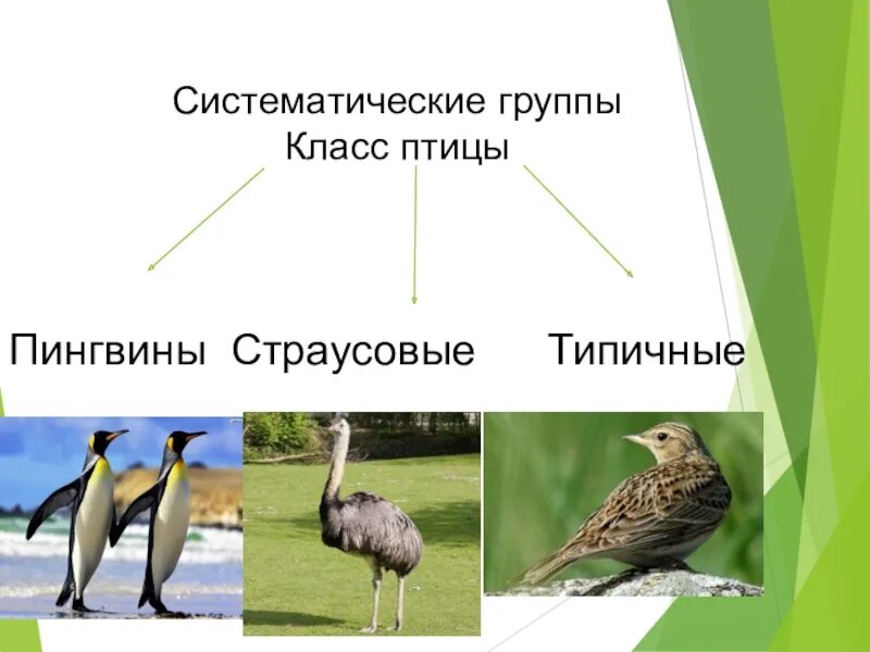 Экологические птицы представители. Систематические группы птиц. Многообразие птиц. Класс птицы. Систематические группы Пти.