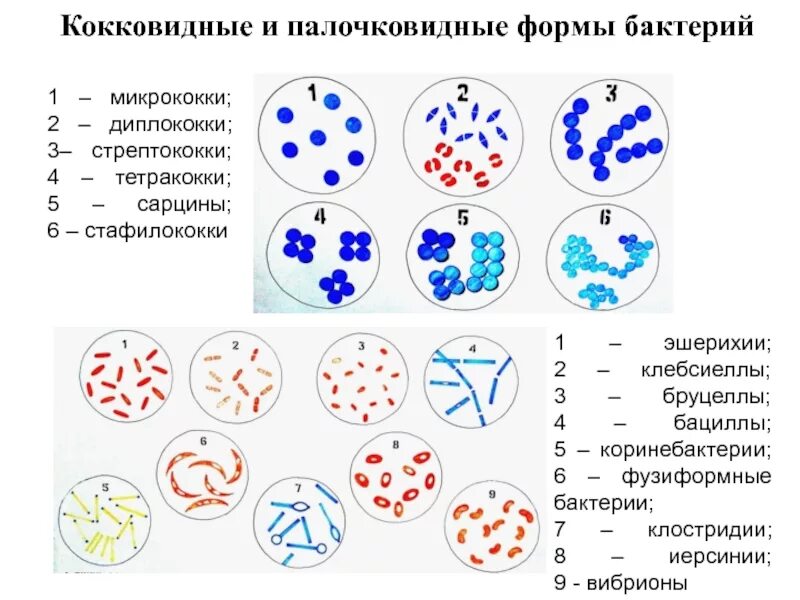 Какие возбудители названия: найдено 76 изображений