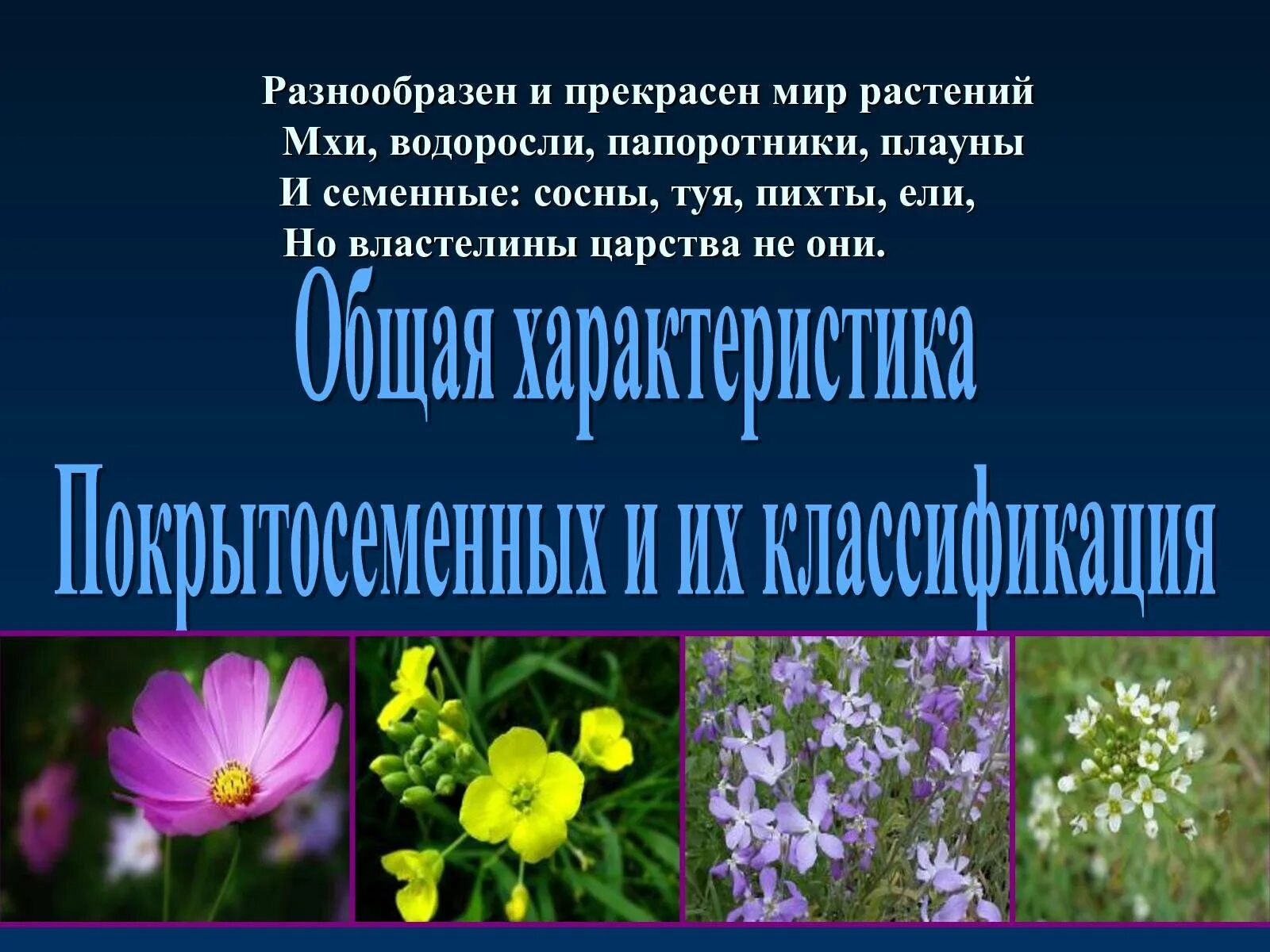 Приведите по три примера растений папоротники покрытосеменные. Покрытосеменные растения. Покрытосеменные растения примеры. Охраняемые цветковые Покрытосеменные. Покрытосеменные и цветковые растения виды.