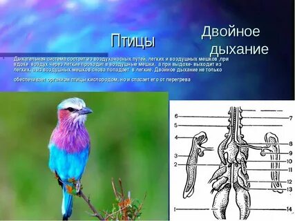 Газообмен птиц