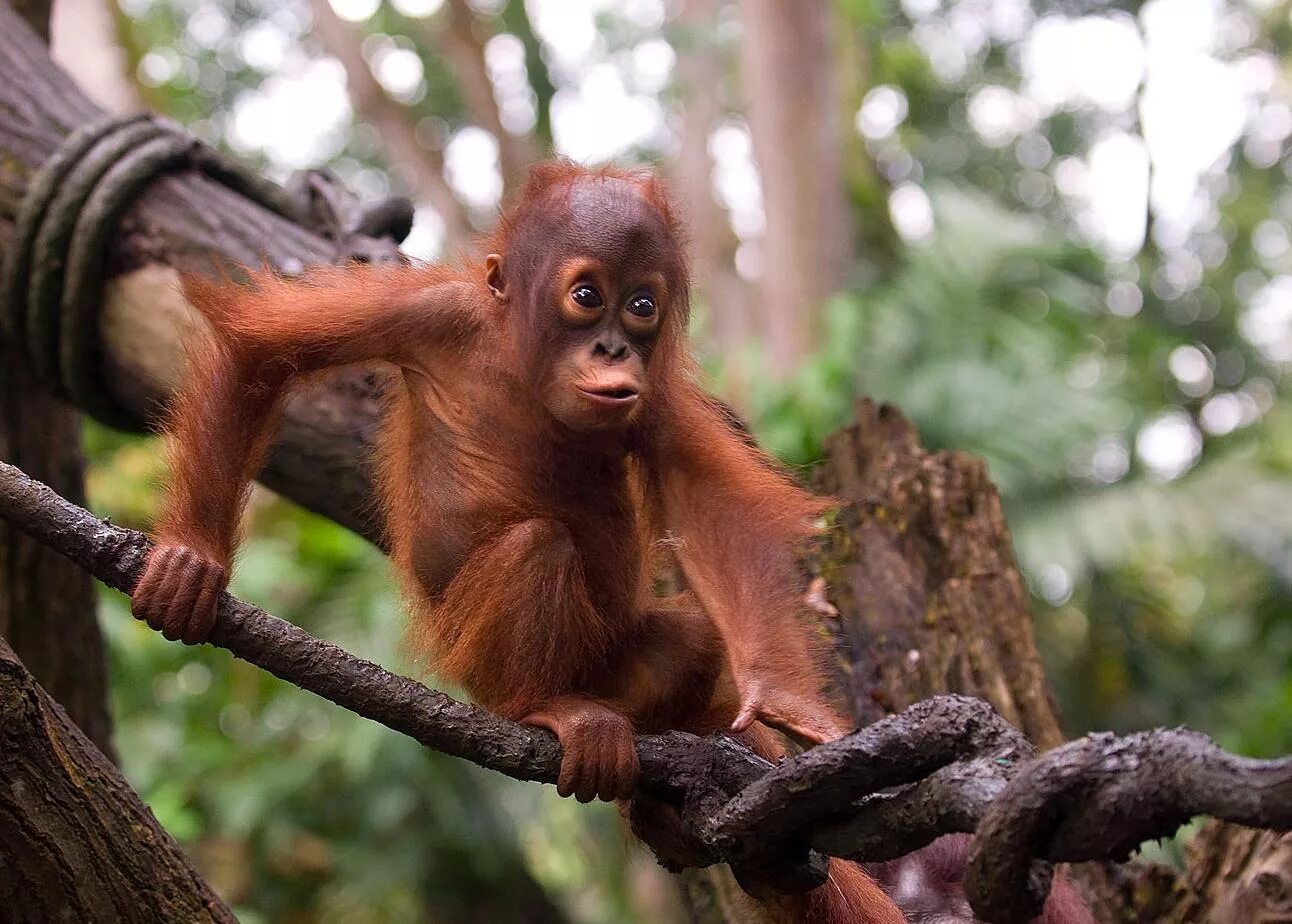 калимантайский орангу. суматранский орангутан самка. борнейский орангутанг. суматранский орангутан. тапанульский орангутан.