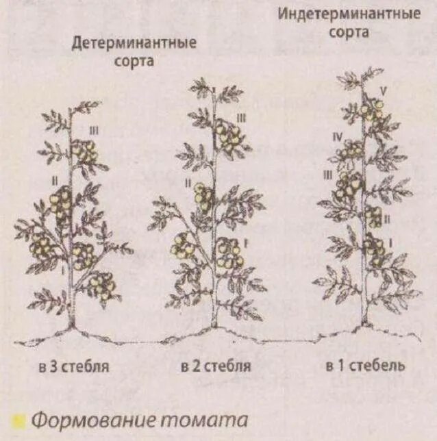 Что значит индетерминантный сорт томатов и детерминантный. Детерминантный сорт томатов пасынкование. Индетерминантный томат высота куста. Томат индетерминантный формирование куста. Формировка детерминантных томатов.