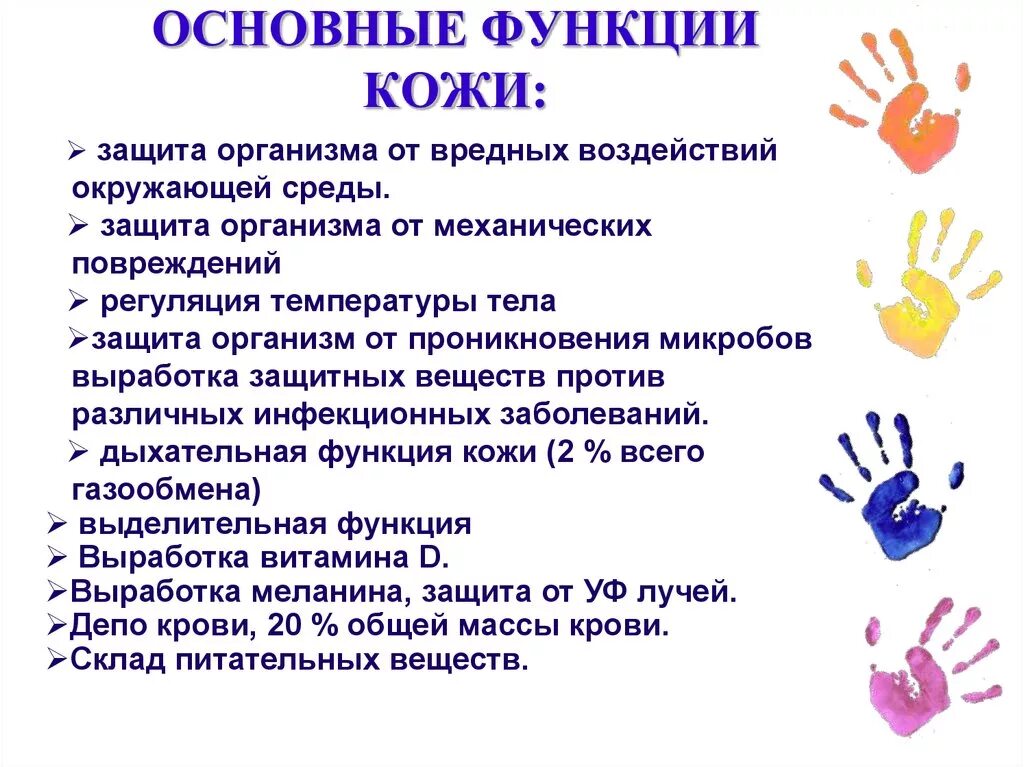 Выберите функции кожи 3. Функции кожи человека. 3. перечислите функции кожи.. перечислите функции кожи кратко. защитная функция кожи.