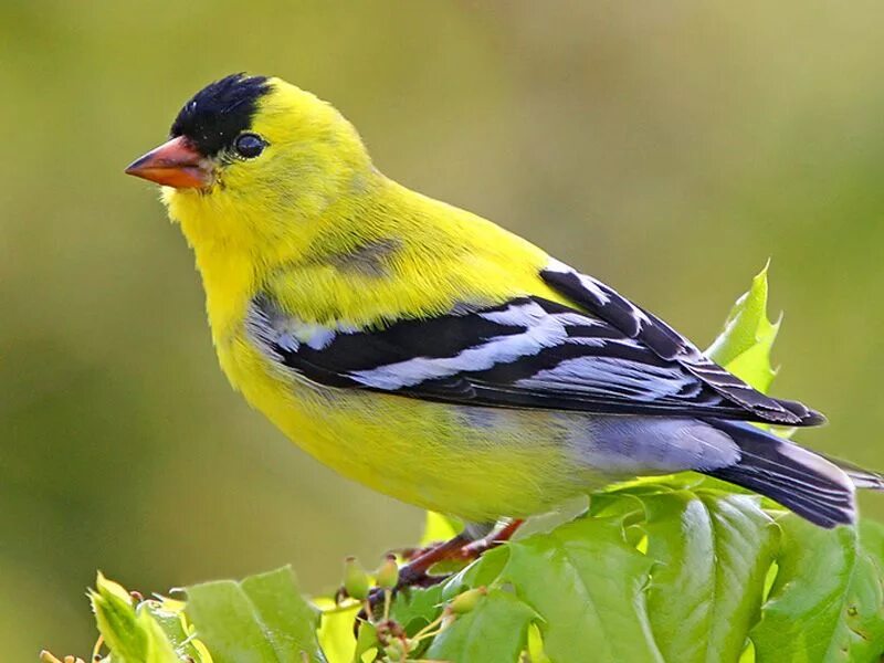 American Goldfinch птица. Желтенькая птичка Чиж. Белобородый щегол. Певчие птицы Чижик.