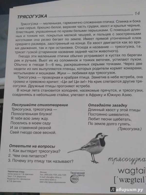 Трясогузки текст. Трясогузки текст
