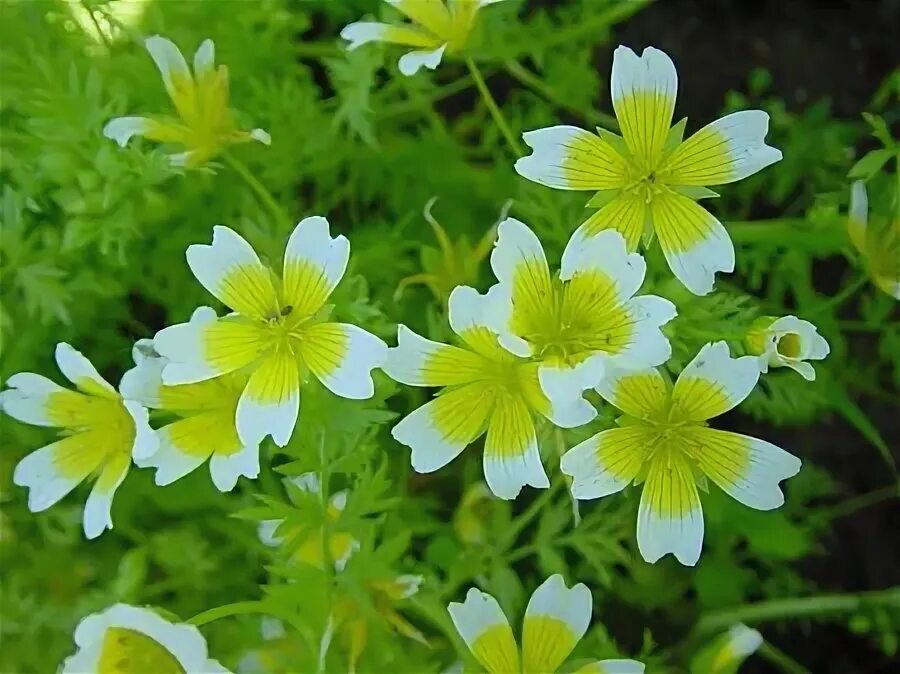 Great for pollinators: Bright and cheerful Poached egg plant (Limnanthes douglas