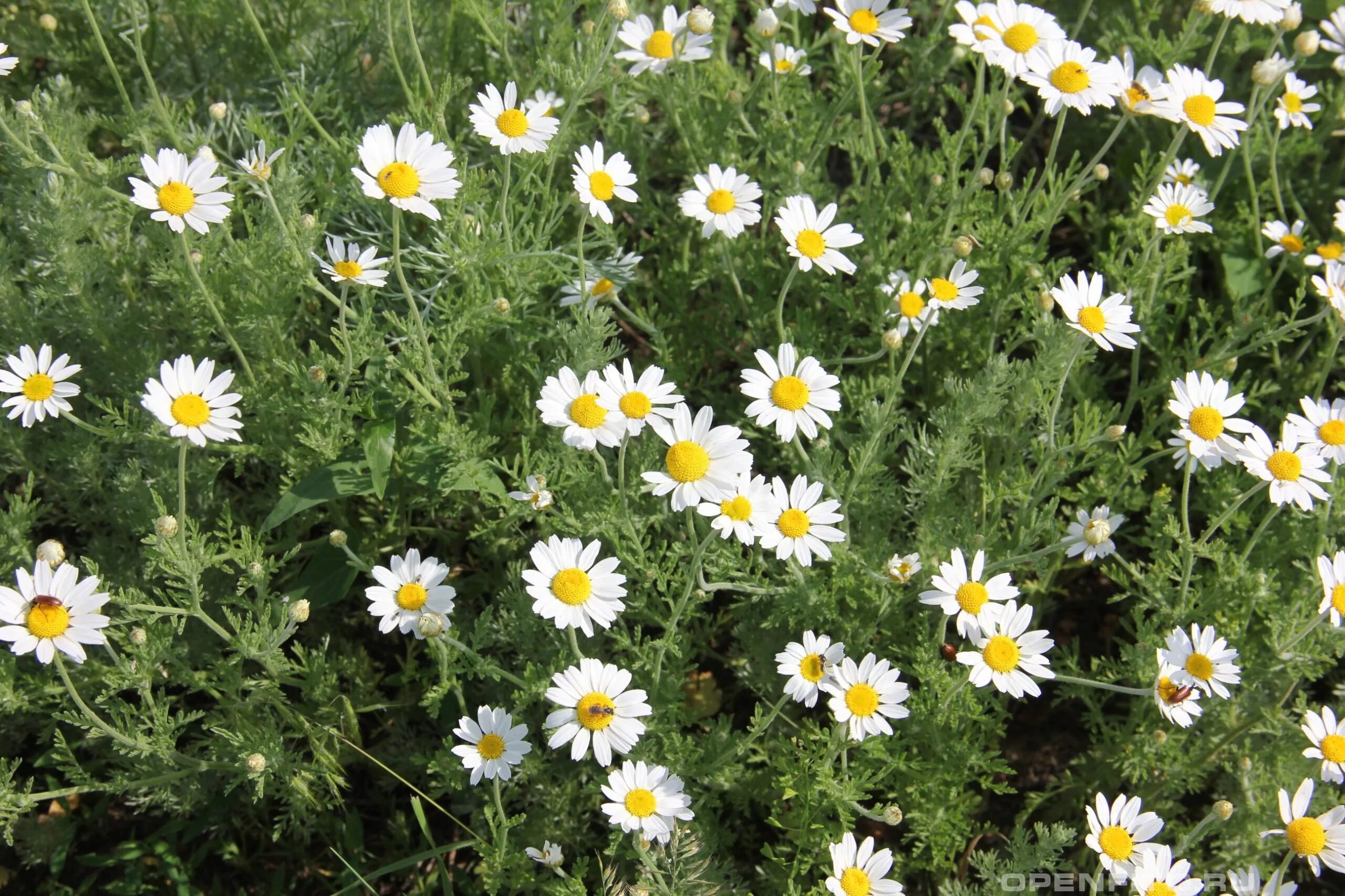 Тип ромашки лекарственной. Пупавка Полевая Anthemis arvensis. Пупавкой полевой (Anthemis arvensis l.). Пупавка собачья. Ромашка Римская Пупавка благородная.